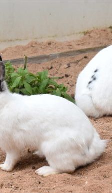 Gwendolyn und Glöckchen – Zwergkaninchen, Weibchen, 16 Monate, 90537 Feucht – Foto 4