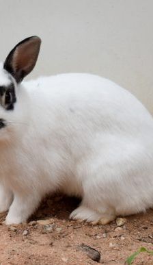 Gwendolyn und Glöckchen – Zwergkaninchen, Weibchen, 16 Monate, 90537 Feucht – Foto 5