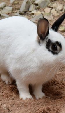Gwendolyn und Glöckchen – Zwergkaninchen, Weibchen, 16 Monate, 90537 Feucht – Foto 6