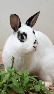 Gwendolyn und Glöckchen – Zwergkaninchen, Weibchen, 16 Monate, 90537 Feucht – Foto 7