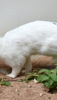 Gwendolyn und Glöckchen – Zwergkaninchen, Weibchen, 16 Monate, 90537 Feucht – Foto 8