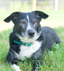 Archie – Terrier-Mix, Männchen, 13 Monate, 13057 Berlin – Foto 2