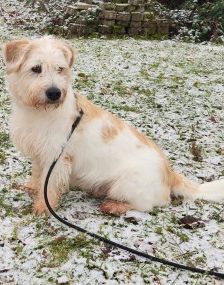 Arhat – Schnauzer-Mix, Männchen, 3 Jahre 3 Monate, 70195 Stuttgart-Botnang – Foto 1