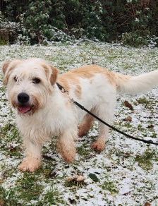 Arhat – Schnauzer-Mix, Männchen, 3 Jahre 3 Monate, 70195 Stuttgart-Botnang – Foto 2