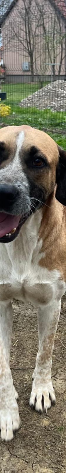 Kiara – Jagdhund-Mischling, Weibchen, 3 Jahre 11 Monate, Nordic Strays e.V. – Foto 1