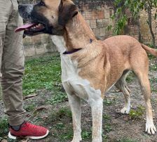 Kiara – Jagdhund-Mischling, Weibchen, 3 Jahre 11 Monate, Nordic Strays e.V. – Foto 2