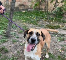 Kiara – Jagdhund-Mischling, Weibchen, 3 Jahre 11 Monate, Nordic Strays e.V. – Foto 3