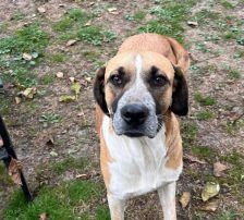 Kiara – Jagdhund-Mischling, Weibchen, 3 Jahre 11 Monate, Nordic Strays e.V. – Foto 4