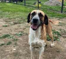 Kiara – Jagdhund-Mischling, Weibchen, 3 Jahre 11 Monate, Nordic Strays e.V. – Foto 5