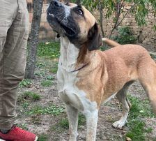 Kiara – Jagdhund-Mischling, Weibchen, 3 Jahre 11 Monate, Nordic Strays e.V. – Foto 6