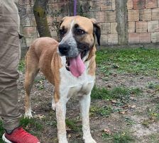Kiara – Jagdhund-Mischling, Weibchen, 3 Jahre 11 Monate, Nordic Strays e.V. – Foto 7