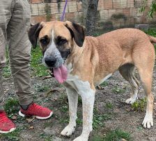 Kiara – Jagdhund-Mischling, Weibchen, 3 Jahre 11 Monate, Nordic Strays e.V. – Foto 8