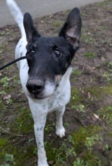 Oskar – Foxterrier, Männchen, 13 Jahre, 97074 Würzburg – Foto 2