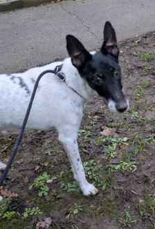 Oskar – Foxterrier, Männchen, 13 Jahre, 97074 Würzburg – Foto 4