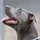 Tyra – Staffordshire-Mix, Weibchen, 8 Jahre, 13057 Berlin – Foto 2