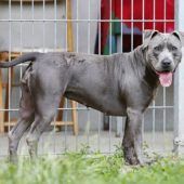 Tyra – Staffordshire-Mix, Weibchen, 8 Jahre, 13057 Berlin – Foto 3