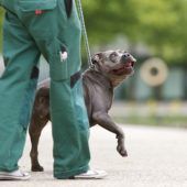 Tyra – Staffordshire-Mix, Weibchen, 8 Jahre, 13057 Berlin – Foto 4