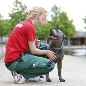 Tyra – Staffordshire-Mix, Weibchen, 8 Jahre, 13057 Berlin – Foto 5