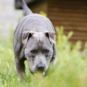 Tyra – Staffordshire-Mix, Weibchen, 8 Jahre, 13057 Berlin – Foto 6