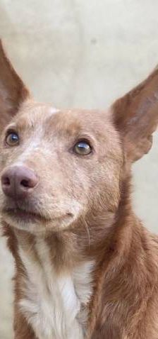 Milky – Podenco-Mischling, Männchen, 7 Jahre, 65520 Bad Camberg – Foto 1