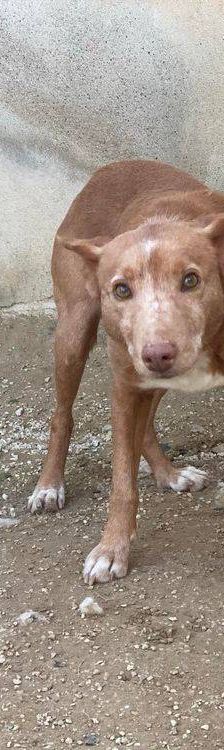 Milky – Podenco-Mischling, Männchen, 7 Jahre, 65520 Bad Camberg – Foto 2