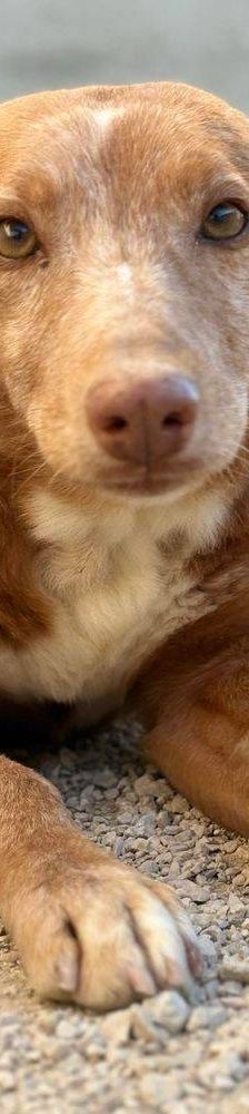 Milky – Podenco-Mischling, Männchen, 7 Jahre, 65520 Bad Camberg – Foto 11