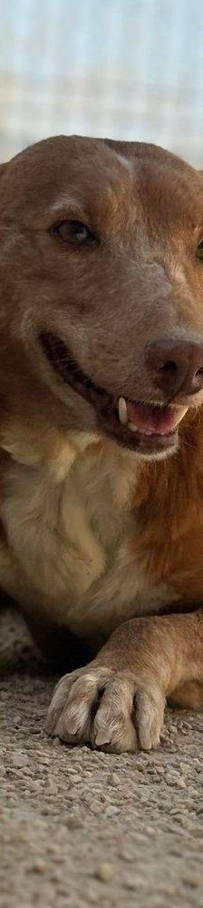 Milky – Podenco-Mischling, Männchen, 7 Jahre, 65520 Bad Camberg – Foto 12