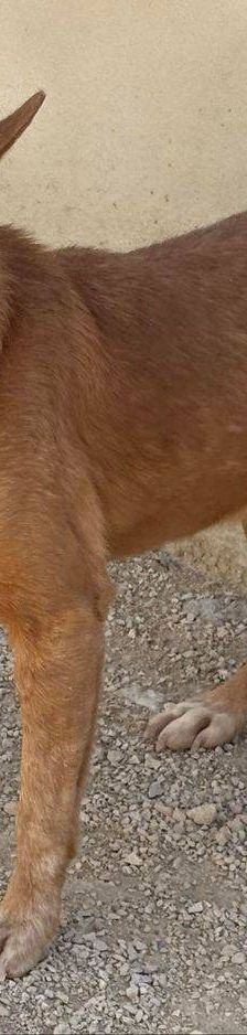 Milky – Podenco-Mischling, Männchen, 7 Jahre, 65520 Bad Camberg – Foto 13