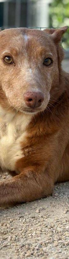 Milky – Podenco-Mischling, Männchen, 7 Jahre, 65520 Bad Camberg – Foto 14