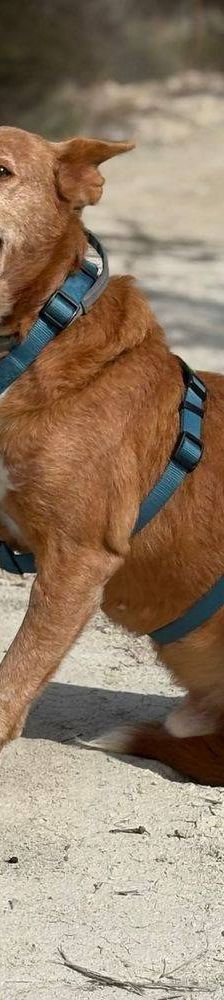 Milky – Podenco-Mischling, Männchen, 7 Jahre, 65520 Bad Camberg – Foto 15