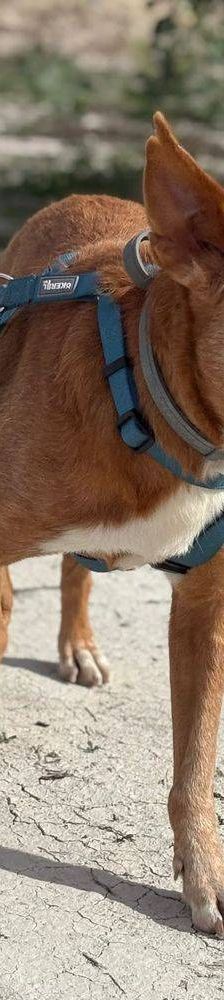 Milky – Podenco-Mischling, Männchen, 7 Jahre, 65520 Bad Camberg – Foto 17