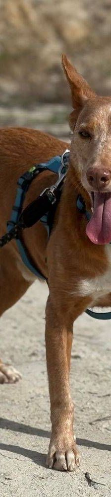 Milky – Podenco-Mischling, Männchen, 7 Jahre, 65520 Bad Camberg – Foto 18