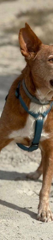 Milky – Podenco-Mischling, Männchen, 7 Jahre, 65520 Bad Camberg – Foto 19