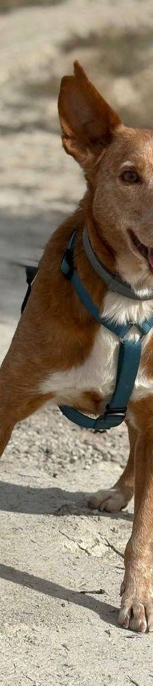 Milky – Podenco-Mischling, Männchen, 7 Jahre, 65520 Bad Camberg – Foto 20
