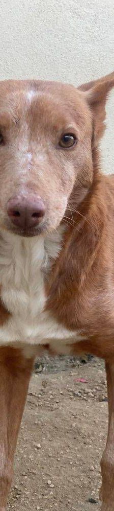 Milky – Podenco-Mischling, Männchen, 7 Jahre, 65520 Bad Camberg – Foto 3