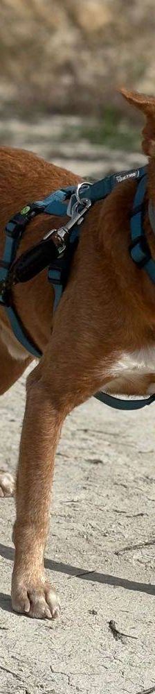 Milky – Podenco-Mischling, Männchen, 7 Jahre, 65520 Bad Camberg – Foto 21