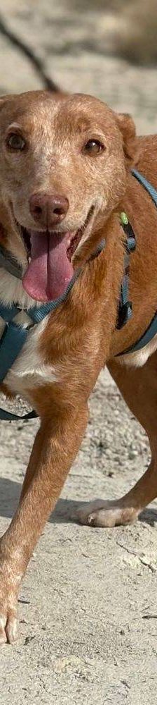 Milky – Podenco-Mischling, Männchen, 7 Jahre, 65520 Bad Camberg – Foto 22