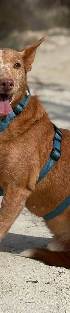 Milky – Podenco-Mischling, Männchen, 7 Jahre, 65520 Bad Camberg – Foto 23
