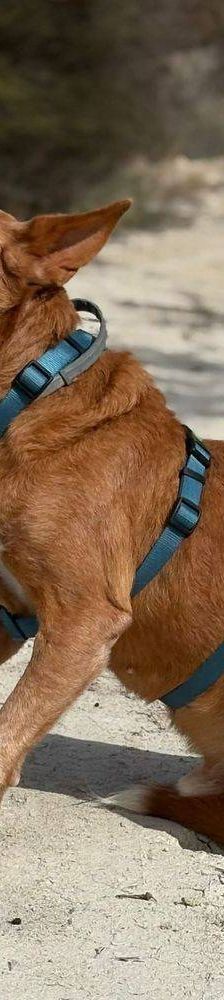 Milky – Podenco-Mischling, Männchen, 7 Jahre, 65520 Bad Camberg – Foto 24