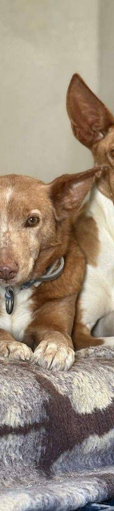 Milky – Podenco-Mischling, Männchen, 7 Jahre, 65520 Bad Camberg – Foto 25