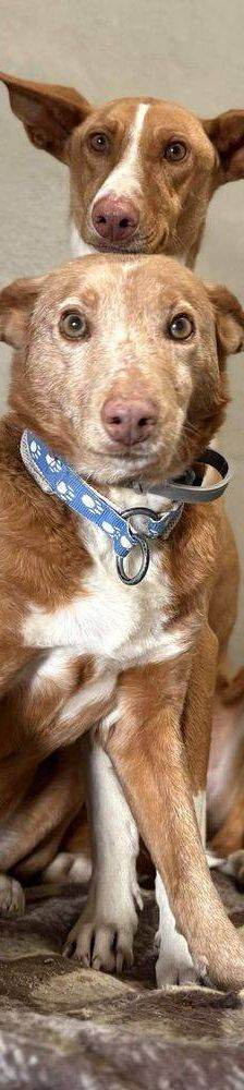 Milky – Podenco-Mischling, Männchen, 7 Jahre, 65520 Bad Camberg – Foto 26
