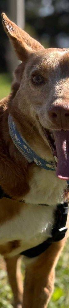 Milky – Podenco-Mischling, Männchen, 7 Jahre, 65520 Bad Camberg – Foto 27