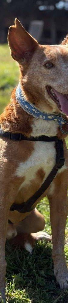 Milky – Podenco-Mischling, Männchen, 7 Jahre, 65520 Bad Camberg – Foto 28