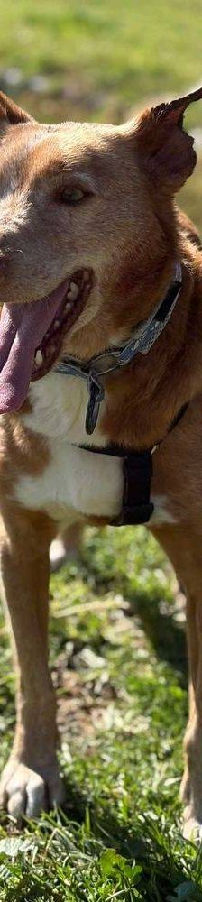 Milky – Podenco-Mischling, Männchen, 7 Jahre, 65520 Bad Camberg – Foto 30