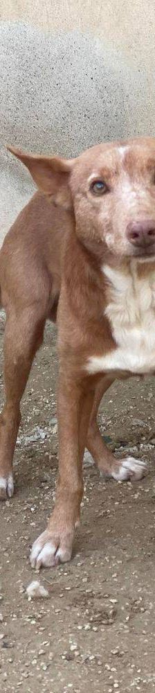 Milky – Podenco-Mischling, Männchen, 7 Jahre, 65520 Bad Camberg – Foto 4