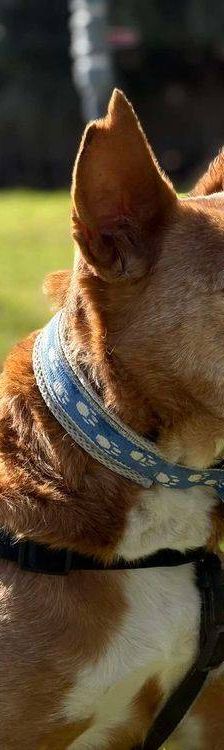 Milky – Podenco-Mischling, Männchen, 7 Jahre, 65520 Bad Camberg – Foto 31