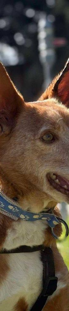 Milky – Podenco-Mischling, Männchen, 7 Jahre, 65520 Bad Camberg – Foto 32