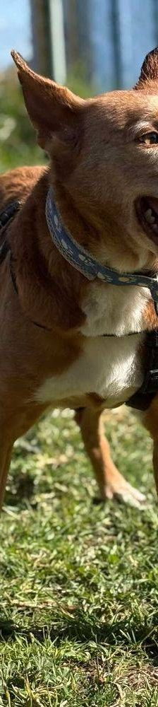 Milky – Podenco-Mischling, Männchen, 7 Jahre, 65520 Bad Camberg – Foto 33