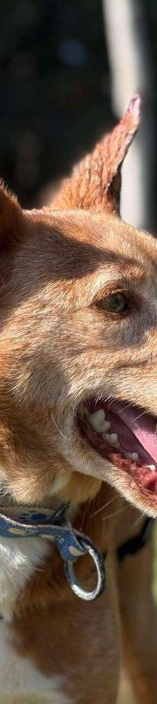 Milky – Podenco-Mischling, Männchen, 7 Jahre, 65520 Bad Camberg – Foto 35