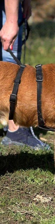 Milky – Podenco-Mischling, Männchen, 7 Jahre, 65520 Bad Camberg – Foto 36